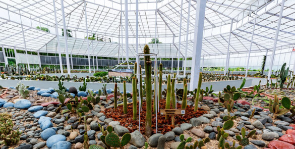 Cactus Garden - Statue of Unity