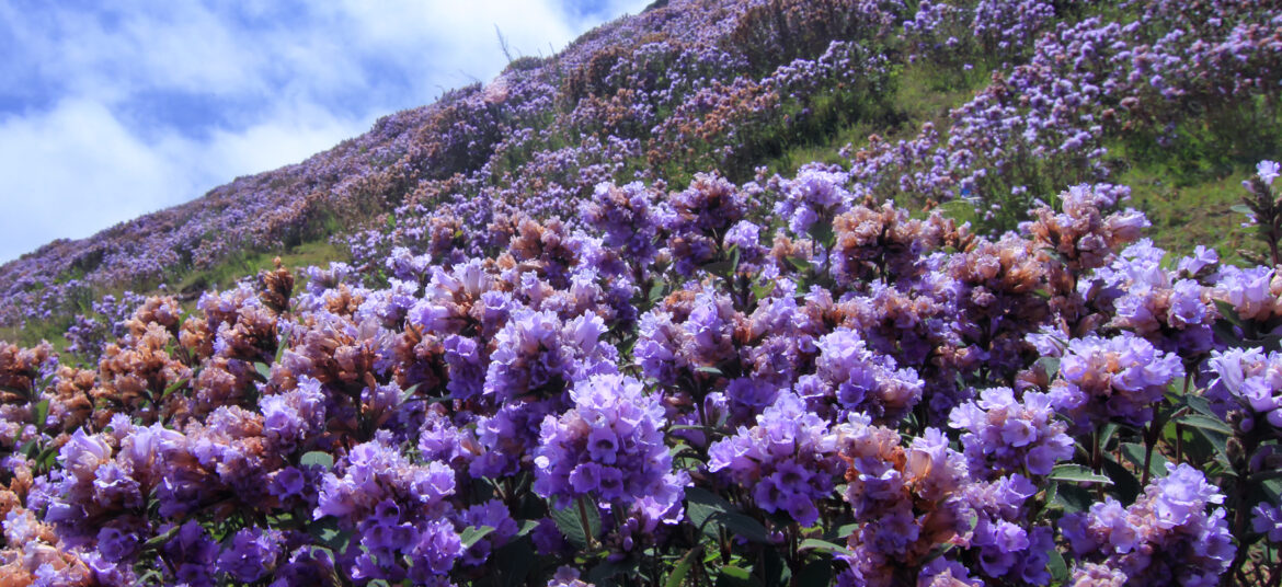 Nilkurunji Flowers, Munnar