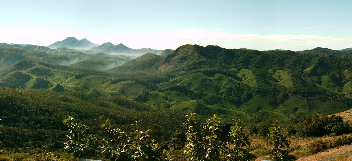 Munnar Tea Plantations