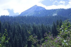 Kheerganga FOrest