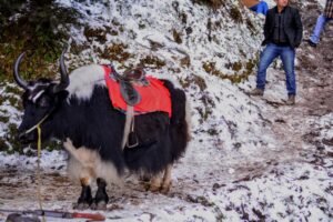 Kufri hill station near Shimla - Shimla Manali Kullu Kasol tour package from Ahmedabad